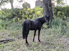 Лошадь Карачаевской породы, чёрный цвет. Сын Шайта