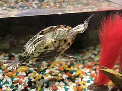 Аквариум с красноухой черепахой