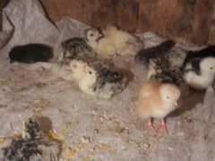 Цыплята(несушки) 15 суточные