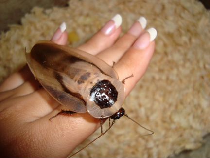 Блаберусы / Мадагаскарские Тараканы