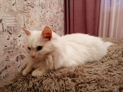 Кошка белая ангорская