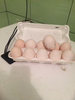 Яйца инкубационные Пушкинские