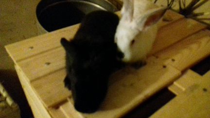 Кролики и мясо