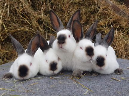 Кролики живым весом