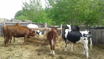 Продам стельных тёлок и корову