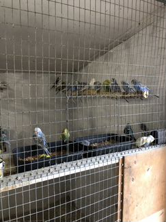 Продам домашних волнистых попугаев