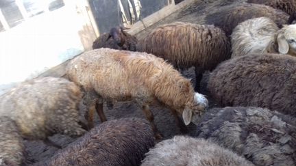 Овцы курдючные адельбаевской породы