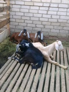 Англо-Нубийские козы
