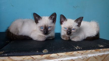 Сиамские котята, 2 месяца, кот и кошка