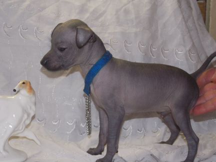 Мексиканская голая собачка щенок мальчик