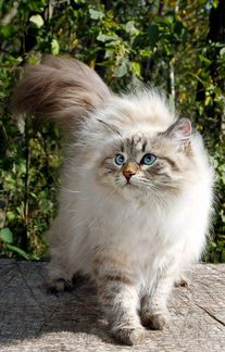Сибирские кот