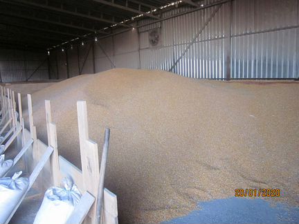 Пшеница кукуруза