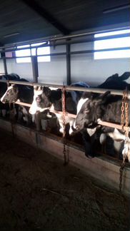 Продам долю в действующем молочном скотоводстве