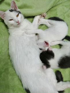 Котята девочки от желтоглазой кошки мышеловки. Куш