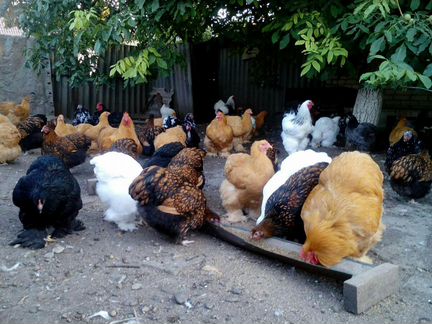 Продажа цыплят от чисто породных кур