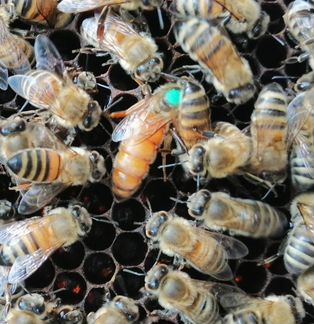 Миролюбивые пчелосемьи, пчелопакеты, матки