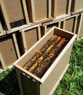Пчелы Пчелопакеты Рамки расплода