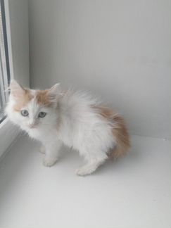 Кошечка маленькая, пушистая с серо-голубыми глазка