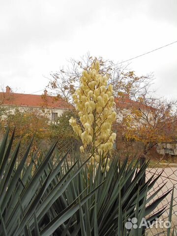 Кусты вечно зелёного юкки и зизифуса