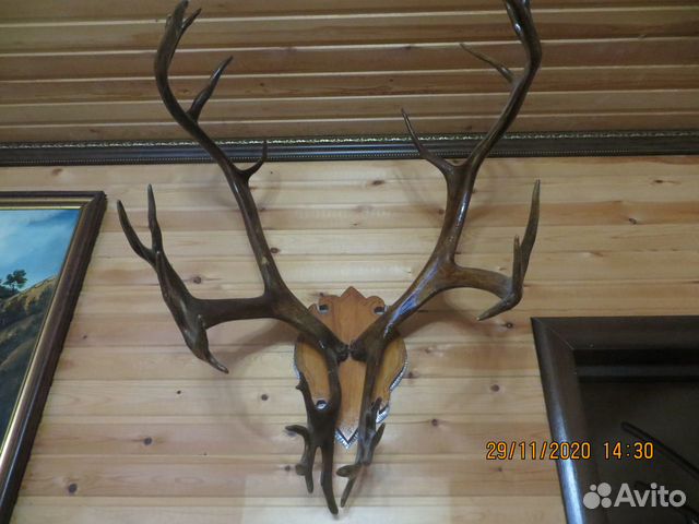 Натуральные рога благородного оленя