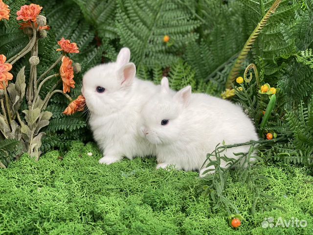 Крошки Гермелины готовы к переезду