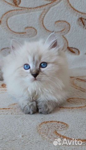 Невские Маскарадные котята. Продаются