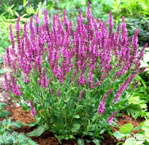 Шалфей многолетний цветок