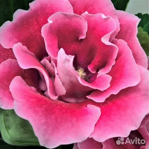 Глоксиния Камелия