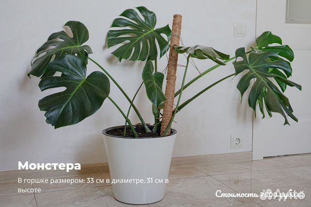 Монстера Цена