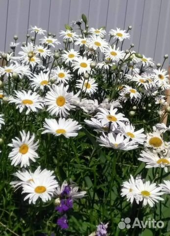 Многолетние ромашки в асс