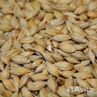 Зерно пшеницы14р, размол 14р