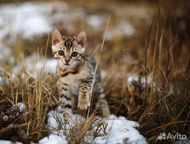 Бенгальские Котята Купить В Красноярске Цена Фото Бенгальские Котята Купить В Красноярске Цена Фото