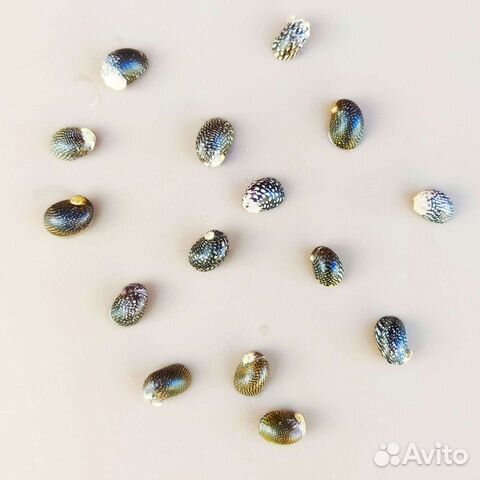 Улитки Теодоксусы очень живучие и плодовитые