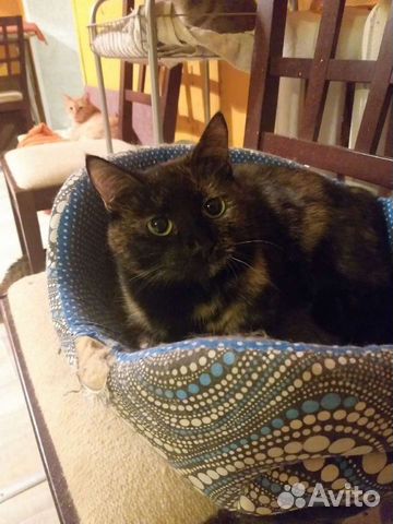 Мишель ищет дом