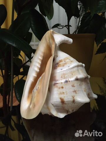 Ракушка интерьерная большая