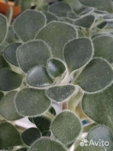 Аихризон (дерево любви)