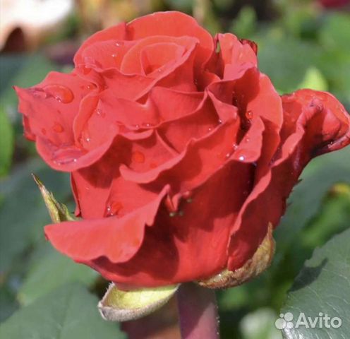 Роза эль фото и описание отзывы