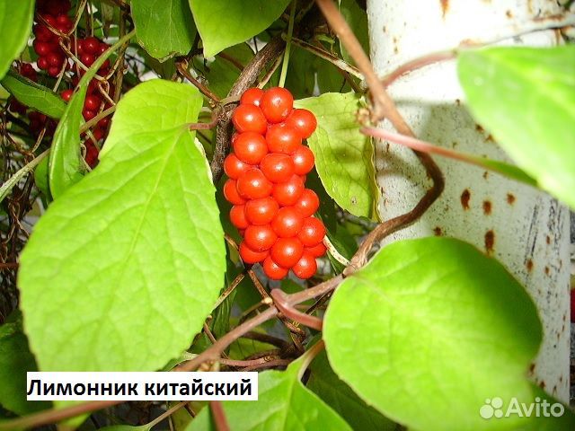 Лимонник китайский Саженцы