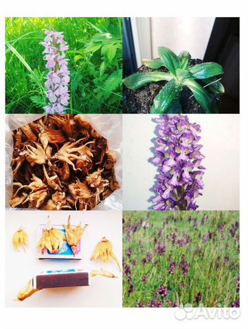 Ятрышник Саженцы/семена