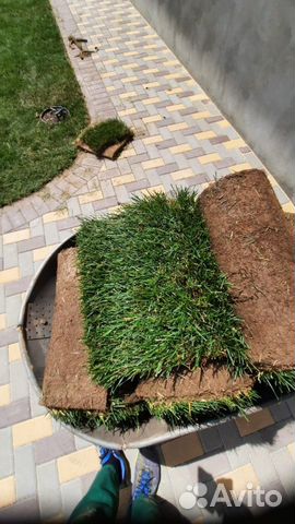 Рулонный газон с укладкой под ключ