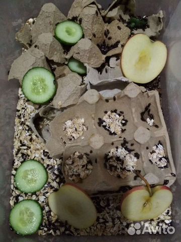 Жук Знахарь