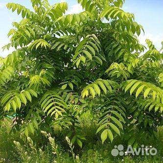 Саженцы -Орех Маньжурский