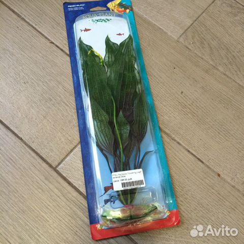 Продам растение flowering lage 28 см