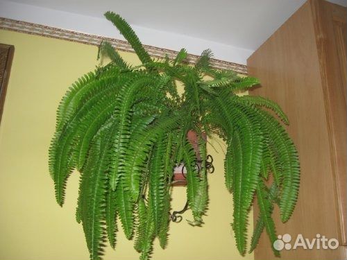 Комнатные Цветы Папоротник Купить В Пензе
