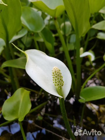 Калла болотная (Белокрыльник)