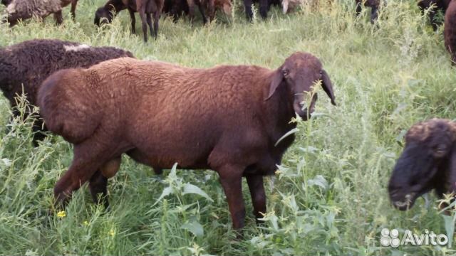 Овцы,ярки, баранчики эдельбаевской породы купить на Зозу.ру - фотография № 4