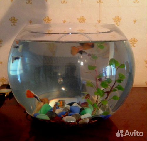 Авито живая рыба. Аквариум круглый 5л 4151. Круглый аквариум с рыбками гуппи. Аквариум 7 литров гуппи. Гуппи в круглом аквариуме.