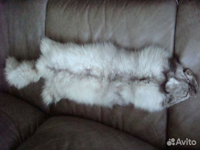 Шкура песца