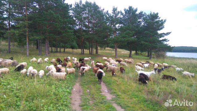 Бараны, овцы, ягнята, козы купить на Зозу.ру - фотография № 2
