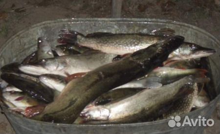 Рыбалка- отдых, б/отдыха 